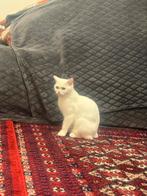 Britse kort haar poes, Dieren en Toebehoren, Katten en Kittens | Raskatten | Korthaar, Poes