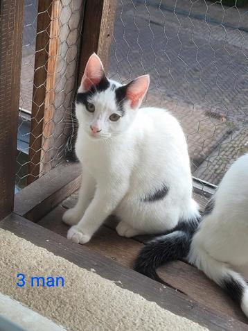 5 kittens te koop *** WEG IS WEG *** beschikbaar voor biedingen