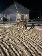 D bruin heel mooi Drummer hengstveulen, Dieren en Toebehoren, Paarden, Springpaard, Minder dan 160 cm, 0 tot 2 jaar, Hengst