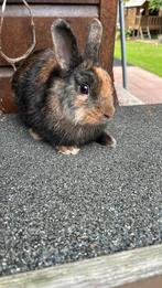 Jonge Jonge tamme kleurrijke fuffie dekram van 5 maanden, Dieren en Toebehoren, Konijnen, Mannelijk, Dwerg, 0 tot 2 jaar