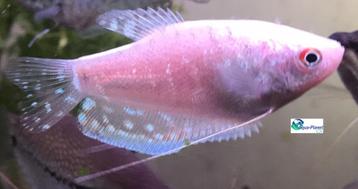 Platinum Gourami beschikbaar voor biedingen