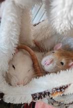 Tamme Ratten met Kooi 🐭, Rat, Mannelijk, December, Tam