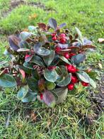 25x Gaultheria procumbens - Bergthee, Tuin en Terras, Planten | Tuinplanten, Ophalen, Bodembedekkers, Vaste plant, Halfschaduw