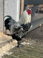 3 prachtige lieve hanen  zijdehoen/ wyandotte, Dieren en Toebehoren, Mannelijk, Kip