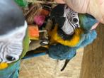 Ara papegaaien, Dieren en Toebehoren, Vogels | Parkieten en Papegaaien, Meerdere dieren, Papegaai, Geringd
