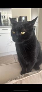 Volwassen kat Bombay, Dieren en Toebehoren, 6 jaar of ouder