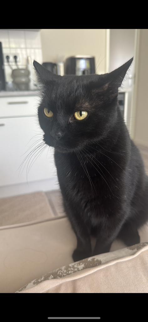 Volwassen kat Bombay, Dieren en Toebehoren, Katten en Kittens | Dekkaters, 6 jaar of ouder