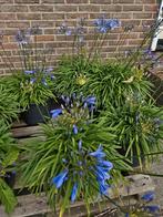 Agapanthus kleur blauw, winterhard, Ophalen, Zomer, Vaste plant, Overige soorten
