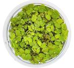 Salvinia Minima aquarium drijfplanten aquariumplanten, Ophalen of Verzenden, Nieuw, Plant(en), Steen of Hout