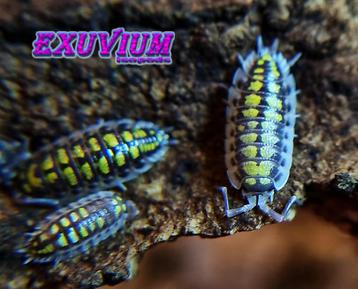 Porcellio haasi High Yellow gigantische Spaanse isopod beschikbaar voor biedingen