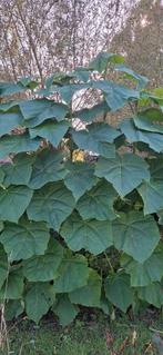 Paulownia tomentosa, anna paulowna boom, Tuin en Terras, Planten | Bomen, Ophalen, Volle zon, Overige soorten