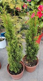 Twee Coniferen in Pot, Tuin en Terras, In pot, Bloeit niet, Halfschaduw, Ophalen of Verzenden