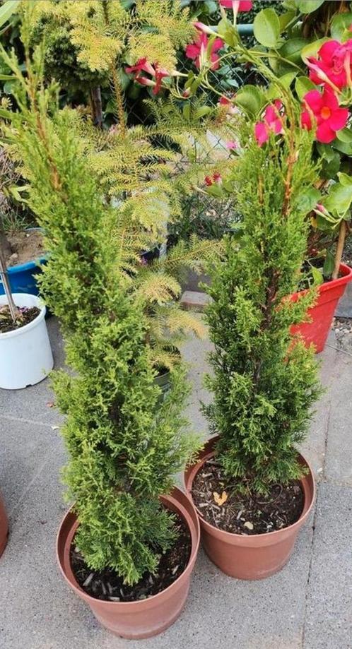 Twee Coniferen in Pot, Tuin en Terras, Planten | Bomen, Zuilboom, Minder dan 100 cm, Halfschaduw, Bloeit niet, In pot, Ophalen of Verzenden