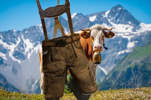 Lederhose ziegenleer kort of driekwart alle maten TOP, Kleding | Heren, Carnavalskleding en Feestkleding, Nieuw, Overige thema's