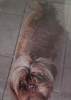 Shih Tzu teefje 3 jaar choco kleur, Dieren en Toebehoren, Honden | Chihuahua's en Gezelschapshonden, Overige rassen, CDV (hondenziekte)