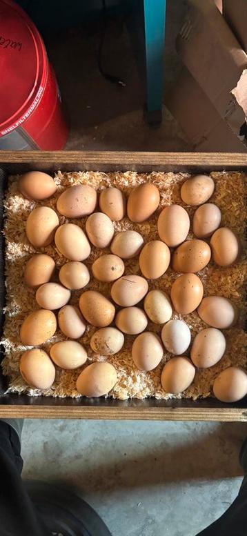Broedeieren en kuikens Brahma zalm groot beschikbaar voor biedingen