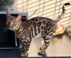 Prachtige lieve bengaalse poes, Dieren en Toebehoren, Katten en Kittens | Raskatten | Korthaar, Poes