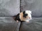 Cavia, Dieren en Toebehoren, Cavia, Juni, Meerdere dieren, Tam