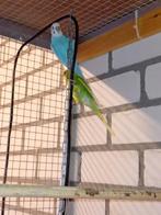 Parkieten jong, Dieren en Toebehoren, Vogels | Parkieten en Papegaaien, Meerdere dieren, Parkiet