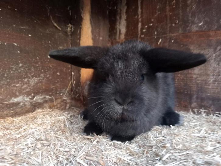Minilop 🐇  konijntje, Dieren en Toebehoren, Konijnen, Klein, Mannelijk, 0 tot 2 jaar, Hangoor