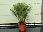 Palmboom - Chamaerops Humilis - stamhoogte 10 cm, In pot, Halfschaduw, Zomer, Ophalen of Verzenden