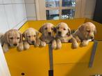 labradorpups met stamboom 1400 euro, Dieren en Toebehoren, Rabiës (hondsdolheid), 8 tot 15 weken, Labrador retriever, Meerdere