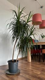 Dracaena Marginata - 1.6m, 2 stammen, Ophalen, Overige soorten, Halfschaduw, In pot
