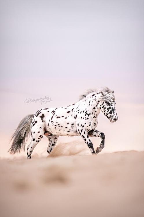 Appaloosa shetlander hengst ter dekking, Dieren en Toebehoren, Paarden en Pony's | Dekhengsten en Fokmerries, Hengst