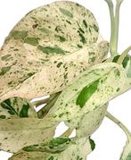 Epipremnum Pinnatum Marble Variegata stekjes, Ophalen of Verzenden, Overige soorten, Halfschaduw, Minder dan 100 cm