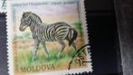 Zebra  Moldavie, Postzegels en Munten, Postzegels | Europa | Overig, Verzenden, Gestempeld