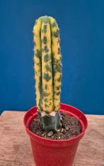 Cactus Echinopsis/Trichocereus Pachanoi Variegata Geënt p10
