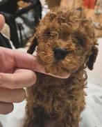 Donkerrode Toypoedel reutje, Dieren en Toebehoren, Honden | Chihuahua's en Gezelschapshonden, Poedel, Parvo, Reu, 8 tot 15 weken