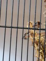 Majoor putters 2025., Dieren en Toebehoren, Vogels | Overige Vogels, Meerdere dieren