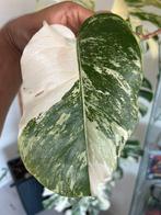 Monstera albo variegata stekje n 3, Huis en Inrichting, Ophalen of Verzenden, Overige soorten, Minder dan 100 cm