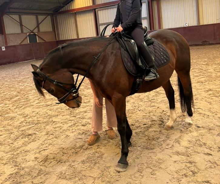 Verzorgster gezocht, Dieren en Toebehoren, Paarden en Pony's | Verzorgingsproducten, Nieuw, Ophalen