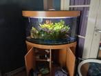 juwel aquarium, Ophalen, Zo goed als nieuw, Gevuld zoetwateraquarium