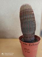 echinocereus pectinata nummer A60 potmaat 8.5, Ophalen of Verzenden, Overige soorten, Minder dan 100 cm