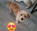 Lieve kleine Risa van 1 jaar jong, Particulier, Rabiës (hondsdolheid), 1 tot 2 jaar, Buitenland