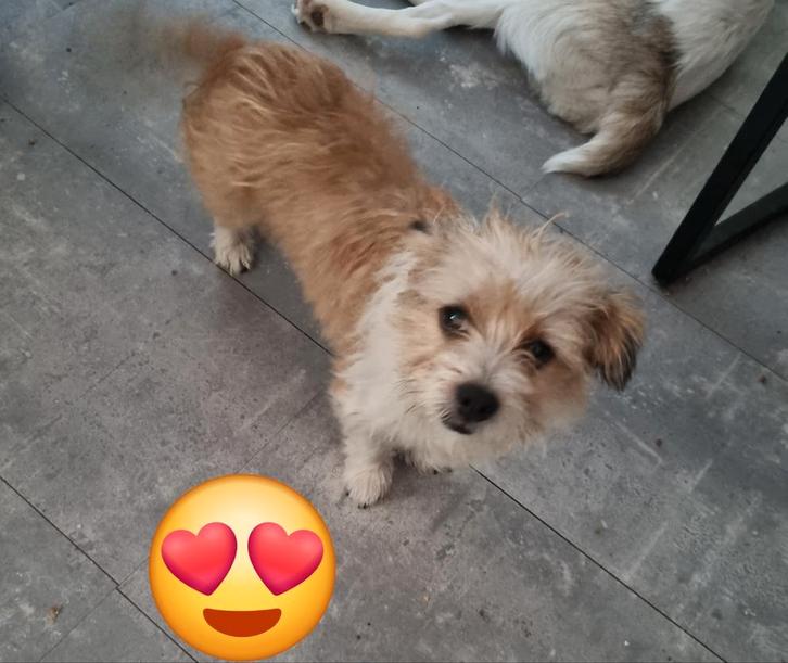 Lieve kleine Risa van 1 jaar jong, Dieren en Toebehoren, Honden | Niet-rashonden, Klein, Teef, Particulier, Eén hond, Buitenland