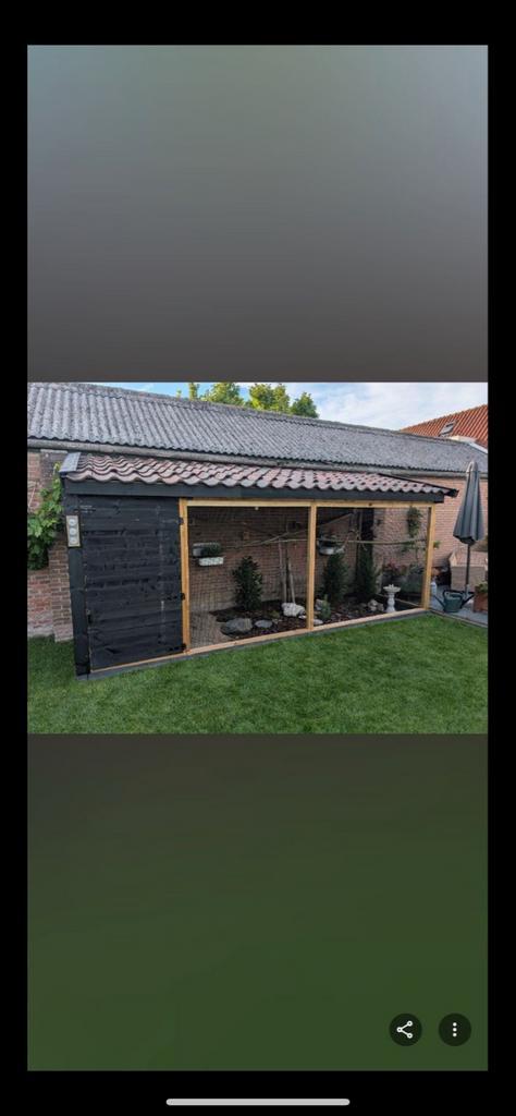 Parkieten Volière hulp gevraagd, Dieren en Toebehoren, Vogels | Parkieten en Papegaaien, Parkiet, Meerdere dieren