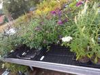 Vlinderstruik in diverse kleuren, Volle zon, Vaste plant, Zomer, Ophalen