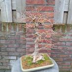 Acer palmatum bonsai. Zeer oud boompje!, Ophalen, Halfschaduw, Overige soorten, Minder dan 100 cm