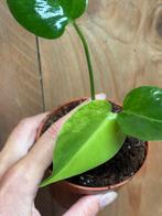Monstera deliciosa variegata plant aurea green yellow, Ophalen of Verzenden, Overige soorten, Minder dan 100 cm