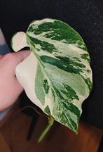 Monstera variegata stek, Huis en Inrichting, Kamerplanten, Ophalen, Halfschaduw, Minder dan 100 cm