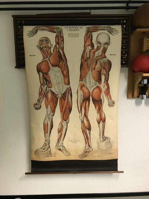 Anatomie posters in kast, UNIEK, Antiek en Kunst, Curiosa en Brocante, Ophalen