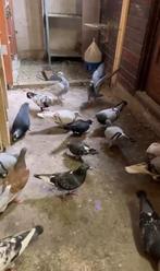 Post pigeons PL ringen, Dieren en Toebehoren, Vogels | Duiven, Postduif