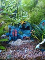Baby guppies, Vis