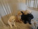 Maltipoo pups, Dieren en Toebehoren, Honden | Chihuahua's en Gezelschapshonden, Rabiës (hondsdolheid), Overige rassen, 8 tot 15 weken