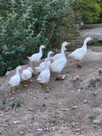 Te koop jonge witte ganzen., Meerdere dieren, Gans of Zwaan