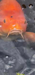 3 Koi kapers, Karper of Koi